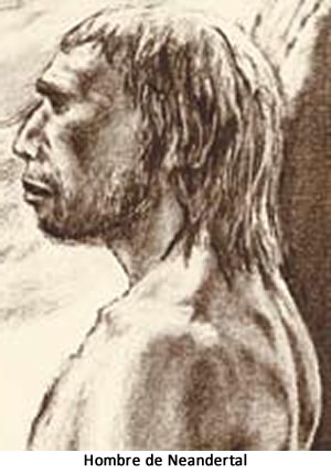 Homo neanderthalensis